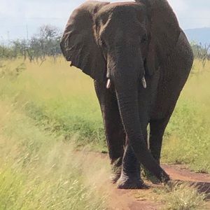 Meet your Posher, Tamara